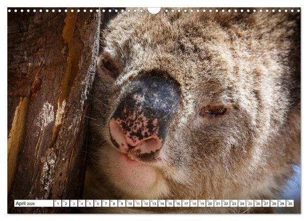 Produktbild: Wildlife Australien (Wandkalender 2026 DIN A3 quer), CALVENDO Monatskalender