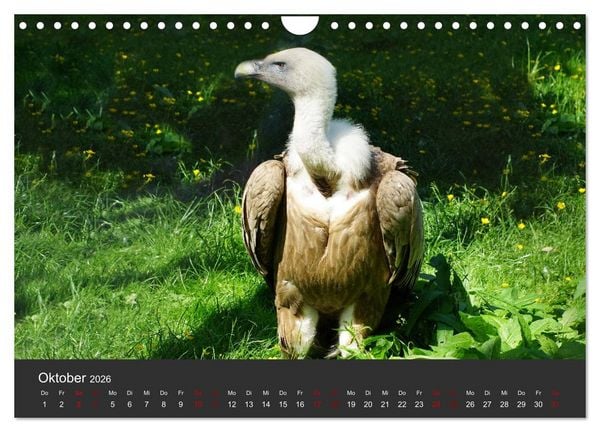 Produktbild: Faszination der Greifv&ouml;gel und Geier (Wandkalender 2026 DIN A4 quer), CALVENDO Monatskalender