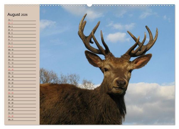 Produktbild: Rotwild. Edle Hirsche, stolze K&uuml;he (hochwertiger Premium Wandkalender 2026 DIN A2 quer), Kunstdruck in Hochglanz