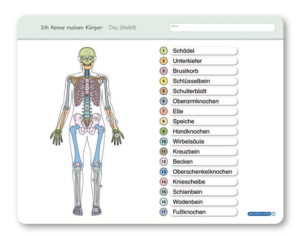 Produktbild: Ich kenne meinen K&ouml;rper - Das Skelett