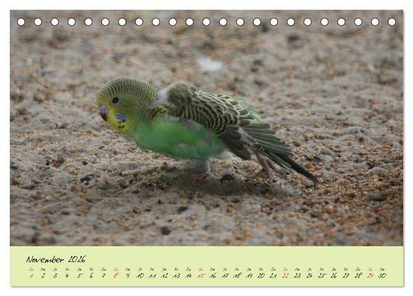 Produktbild: Wellensittiche - Gefiederte Freunde (Tischkalender 2026 DIN A5 quer), CALVENDO Monatskalender