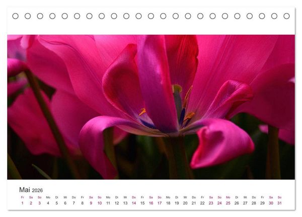 Produktbild: Zauberhafte Tulpen (Tischkalender 2026 DIN A5 quer), CALVENDO Monatskalender