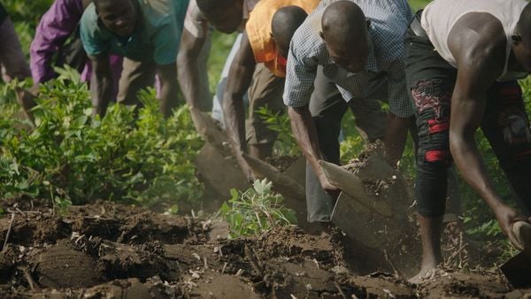Produktbild: The Great Green Wall
