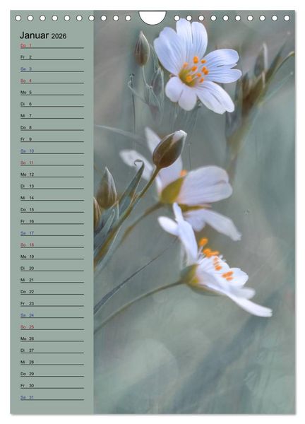 Produktbild: Pastell-Zauber (Wandkalender 2026 DIN A4 hoch), CALVENDO Monatskalender
