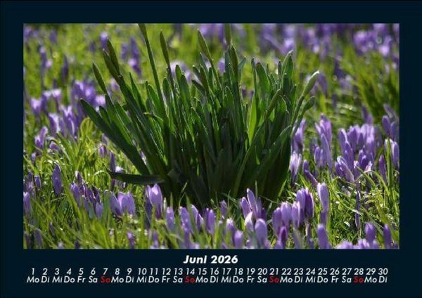 Produktbild: Blumenzauber 2026 Fotokalender DIN A5