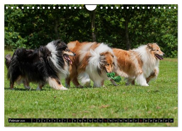 Produktbild: Collie - Mein bester Freund (Wandkalender 2026 DIN A4 quer), CALVENDO Monatskalender