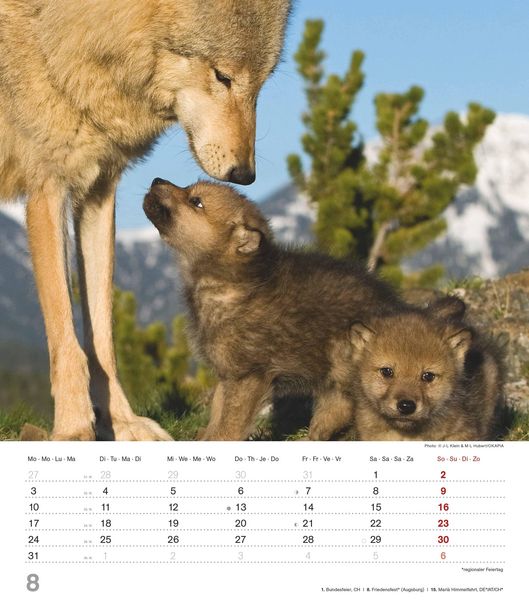 Produktbild: Mythos Wolf 2026 - Foto-Kalender - Wand-Kalender - 30x34