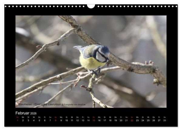 Produktbild: Wildtiere (Wandkalender 2026 DIN A3 quer), CALVENDO Monatskalender