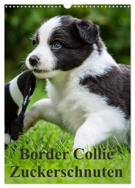 Produktbild: Border Collie Zuckerschnuten (Wandkalender 2027 DIN A3 hoch), CALVENDO Monatskalender