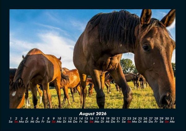 Produktbild: Die Welt der Pferde 2026 Fotokalender DIN A4
