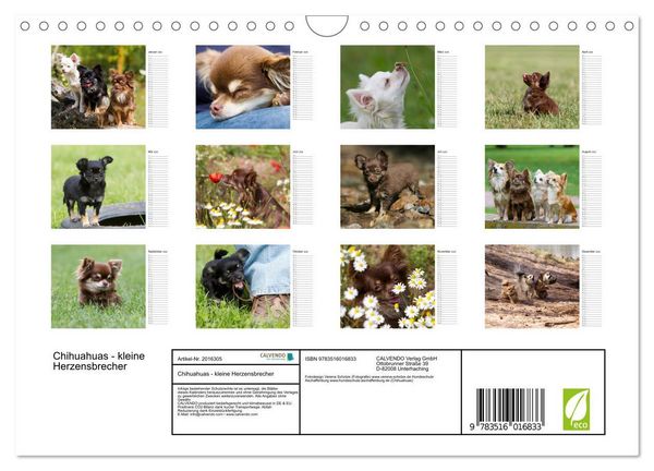 Produktbild: Chihuahuas - kleine Herzensbrecher (Wandkalender 2026 DIN A4 quer), CALVENDO Monatskalender