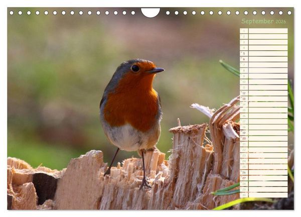 Produktbild: Gefiederte Sch&ouml;nheiten - Das Rotkehlchen / Planer (Wandkalender 2026 DIN A4 quer), CALVENDO Monatskalender