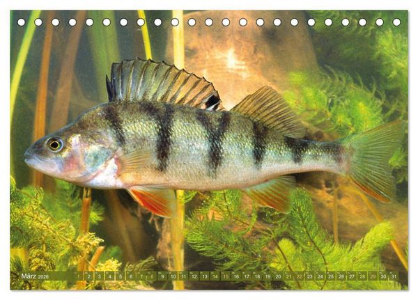 Produktbild: Fische in Teichen und Fl&uuml;ssen (Tischkalender 2026 DIN A5 quer), CALVENDO Monatskalender