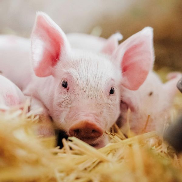 Produktbild: Piggies/Schweinchen 2024