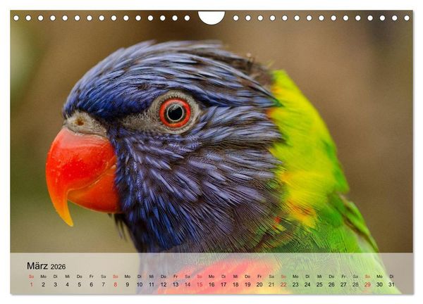 Produktbild: Regenbogen Papageien (Wandkalender 2026 DIN A4 quer), CALVENDO Monatskalender