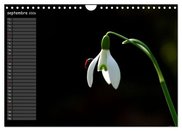 Produktbild: Coccinelles rouges &agrave; points noirs (Calendrier mural 2026 DIN A4 vertical), CALVENDO calendrier mensuel