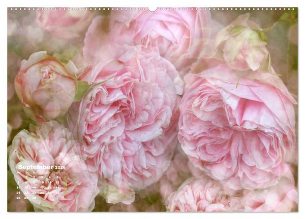 Produktbild: Rosen Romantik (Wandkalender 2026 DIN A2 quer), CALVENDO Monatskalender