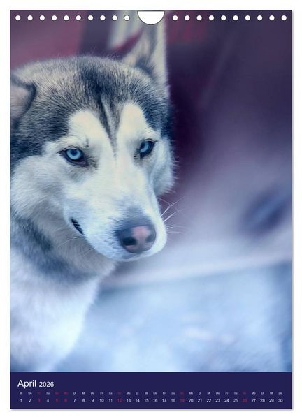 Produktbild: Huskies - Artwork (Wandkalender 2026 DIN A4 hoch), CALVENDO Monatskalender