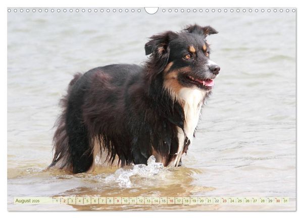 Produktbild: Australian Shepherd - H&uuml;tehunde mit Familienanschluss (Wandkalender 2026 DIN A3 quer), CALVENDO Monatskalender