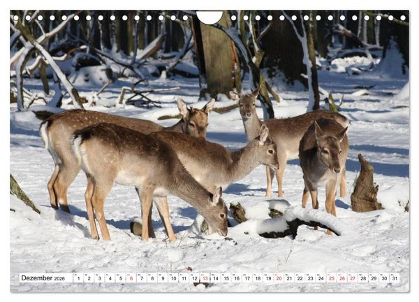 Produktbild: Heimische Tiere (Wandkalender 2026 DIN A4 quer), CALVENDO Monatskalender