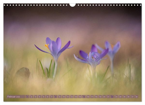 Produktbild: Natursch&ouml;nheiten - mit Bl&uuml;ten und Pflanzen durch das Jahr (Wandkalender 2026 DIN A3 quer), CALVENDO Monatskalender
