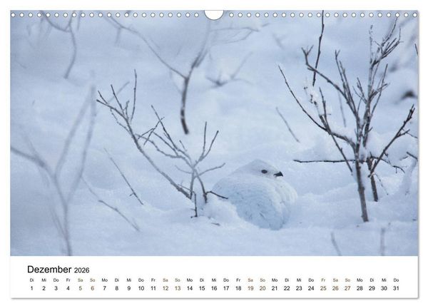 Produktbild: Finnland: eine tierische Entdeckungsreise (Wandkalender 2026 DIN A3 quer), CALVENDO Monatskalender