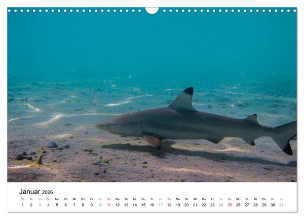 Produktbild: Unterwasserwelt der Malediven II (Wandkalender 2026 DIN A3 quer), CALVENDO Monatskalender