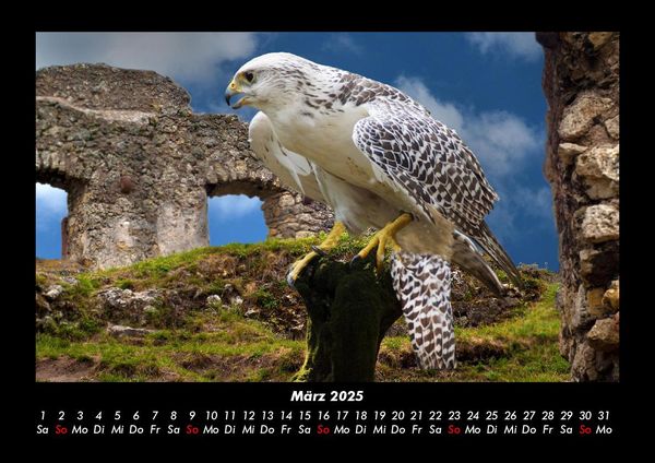 Produktbild: Vogelparadies 2025 Fotokalender DIN A3