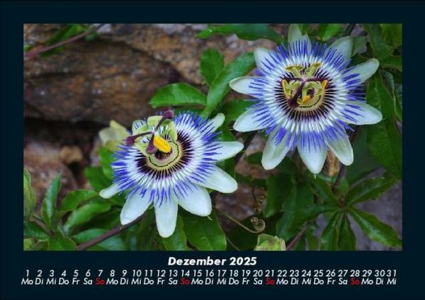Produktbild: Blumentr&auml;ume 2025 Fotokalender DIN A5