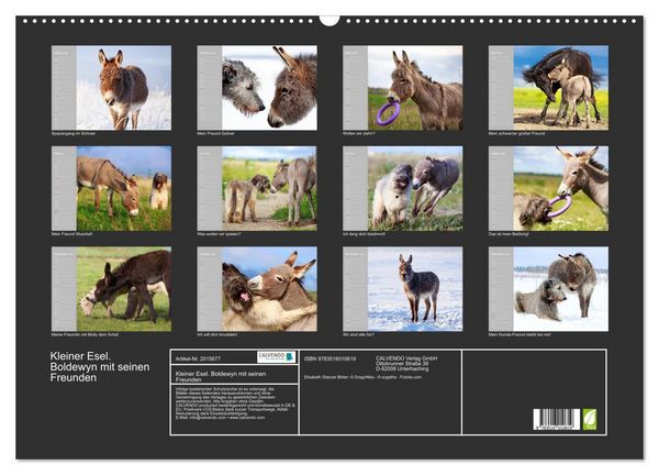 Produktbild: Kleiner Esel. Boldewyn mit seinen Freunden (Wandkalender 2026 DIN A2 quer), CALVENDO Monatskalender