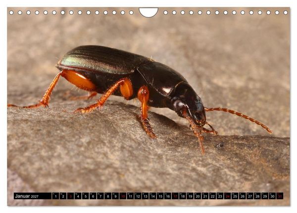 Produktbild: LAUFK&Auml;FER - CARABIDAE (Wandkalender 2027 DIN A4 quer), CALVENDO Monatskalender