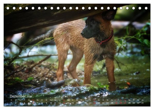 Produktbild: Malinois lieben Wasser (Tischkalender 2026 DIN A5 quer), CALVENDO Monatskalender