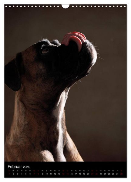 Produktbild: Boxer - Charmante Charakterk&ouml;pfe (Wandkalender 2026 DIN A3 hoch), CALVENDO Monatskalender