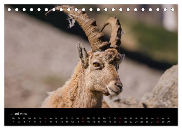 Produktbild: Steinwild in den Schweizer Voralpen (Tischkalender 2026 DIN A5 quer), CALVENDO Monatskalender