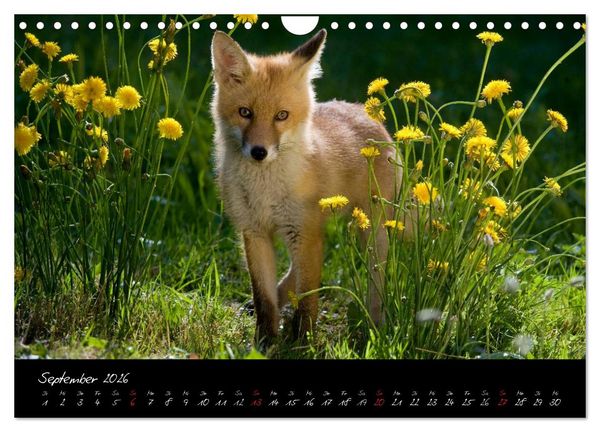 Produktbild: Rotfuchs - Impressionen (Wandkalender 2026 DIN A4 quer), CALVENDO Monatskalender