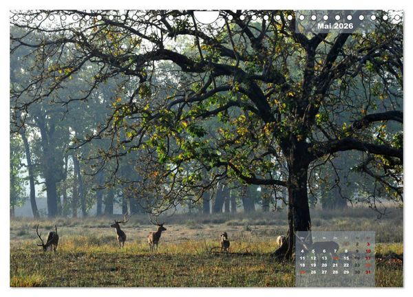 Produktbild: Wilde Tiere Indiens (Wandkalender 2026 DIN A4 quer), CALVENDO Monatskalender