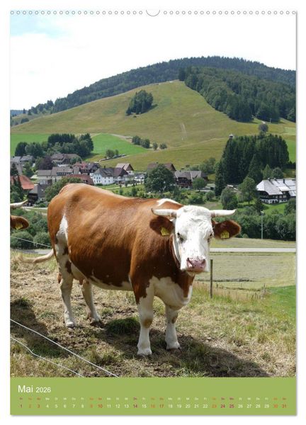 Produktbild: Schwarzwald und K&uuml;he im Hochformat (hochwertiger Premium Wandkalender 2026 DIN A2 hoch), Kunstdruck in Hochglanz