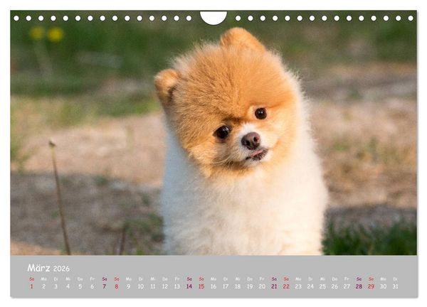 Produktbild: Dein Hund der treue Begleiter (Wandkalender 2026 DIN A4 quer), CALVENDO Monatskalender