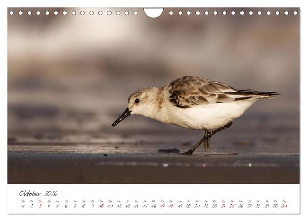 Produktbild: Vogelwelt Helgoland - von Ostfriesenfotografie (Wandkalender 2026 DIN A4 quer), CALVENDO Monatskalender