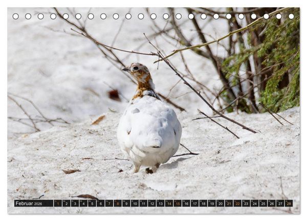 Produktbild: Die grandiose Tierwelt von Finnland (Tischkalender 2026 DIN A5 quer), CALVENDO Monatskalender