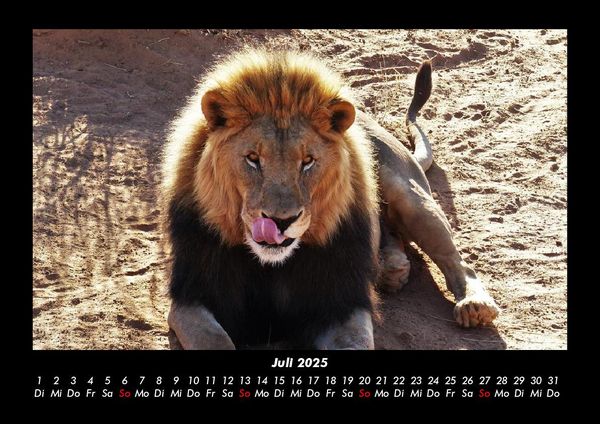 Produktbild: L&ouml;wen in der Wildnis 2025 Fotokalender DIN A3