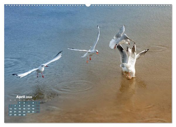 Produktbild: M&ouml;wen frech und witzig (Wandkalender 2026 DIN A2 quer), CALVENDO Monatskalender