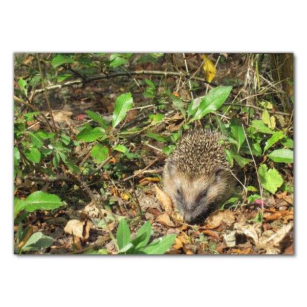 Produktbild: Lais Puzzle Igel 500 Teile