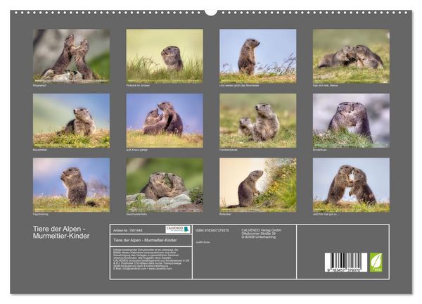 Produktbild: Tiere der Alpen - Murmeltier-Kinder (hochwertiger Premium Wandkalender 2026 DIN A2 quer), Kunstdruck in Hochglanz
