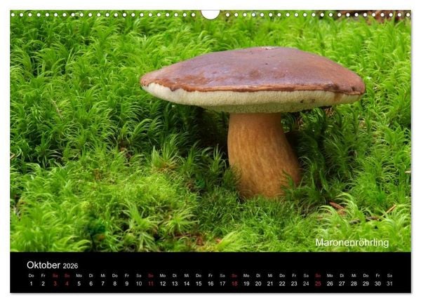 Produktbild: Pilzkalender (Wandkalender 2026 DIN A3 quer), CALVENDO Monatskalender