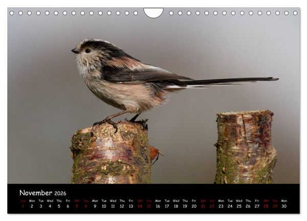 Produktbild: Popular garden birds of the united kingdom (Wall Calendar 2026 DIN A4 landscape), CALVENDO 12 Month Wall Calendar