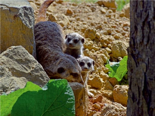 Produktbild: CALVENDO Puzzle Erdm&auml;nnchens Kinderstube 1000 Teile Lege-Gr&ouml;&szlig;e 64 x 48 cm Foto-Puzzle Bild von Ingo Laue