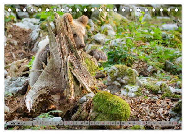 Produktbild: Krafttier B&auml;r (Tischkalender 2026 DIN A5 quer), CALVENDO Monatskalender