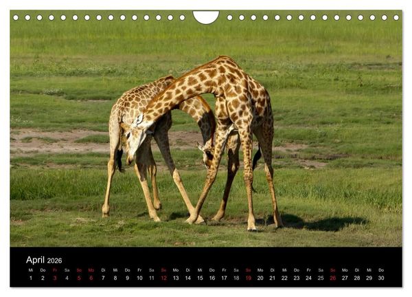 Produktbild: Giraffen &ndash; Faszination der Wildnis (Wandkalender 2026 DIN A4 quer), CALVENDO Monatskalender