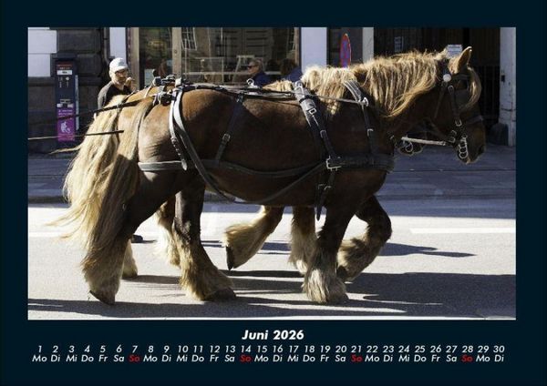 Produktbild: Pferdegefl&uuml;ster 2026 Fotokalender DIN A4